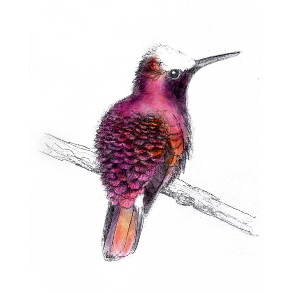 pecil sketch illustration with Photoshop coloring Snowcap Hummingbird Jeanne Melchels