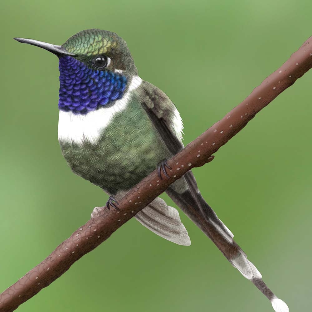 realistic pecil illustration with Photoshop coloring Sparkling-tailed hummingbird Jeanne Melchels