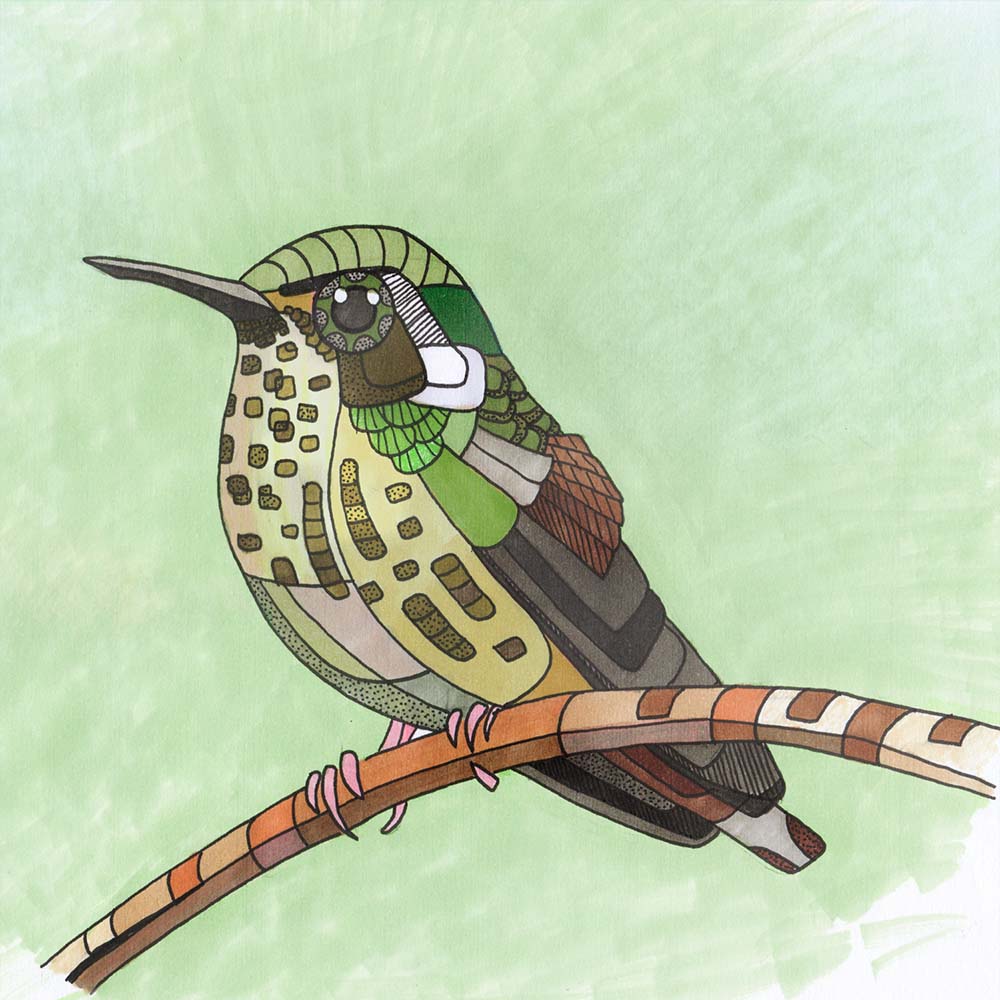 marker illustration Speckled Hummingbird Jeanne Melchels