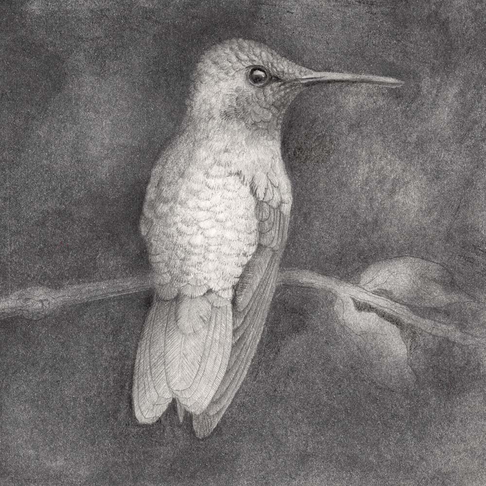 charcoal and graphite illustration Steely-vented hummingbird Jeanne Melchels