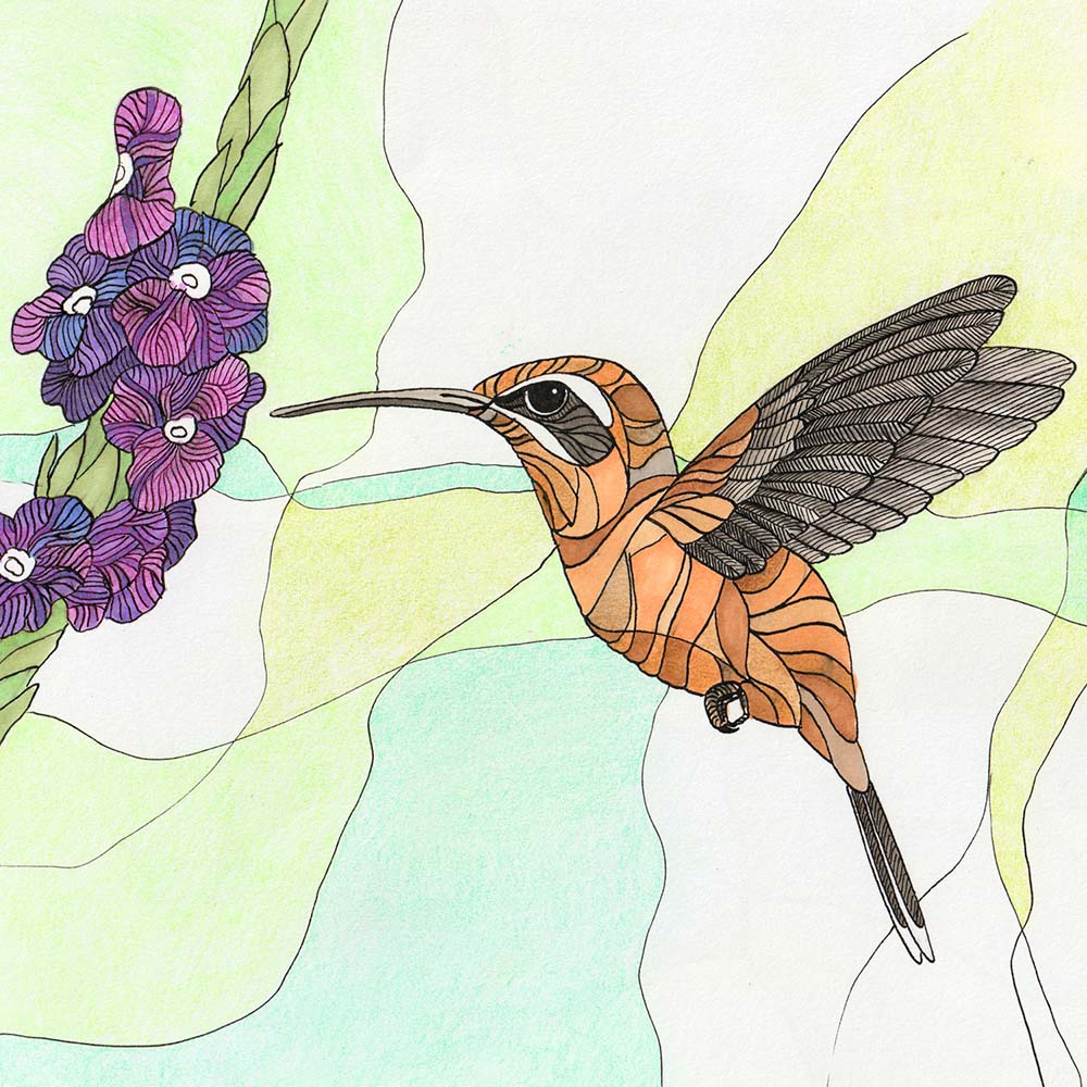 indian ink and marker illustration Stripe-throated hermit Hummingbird Jeanne Melchels