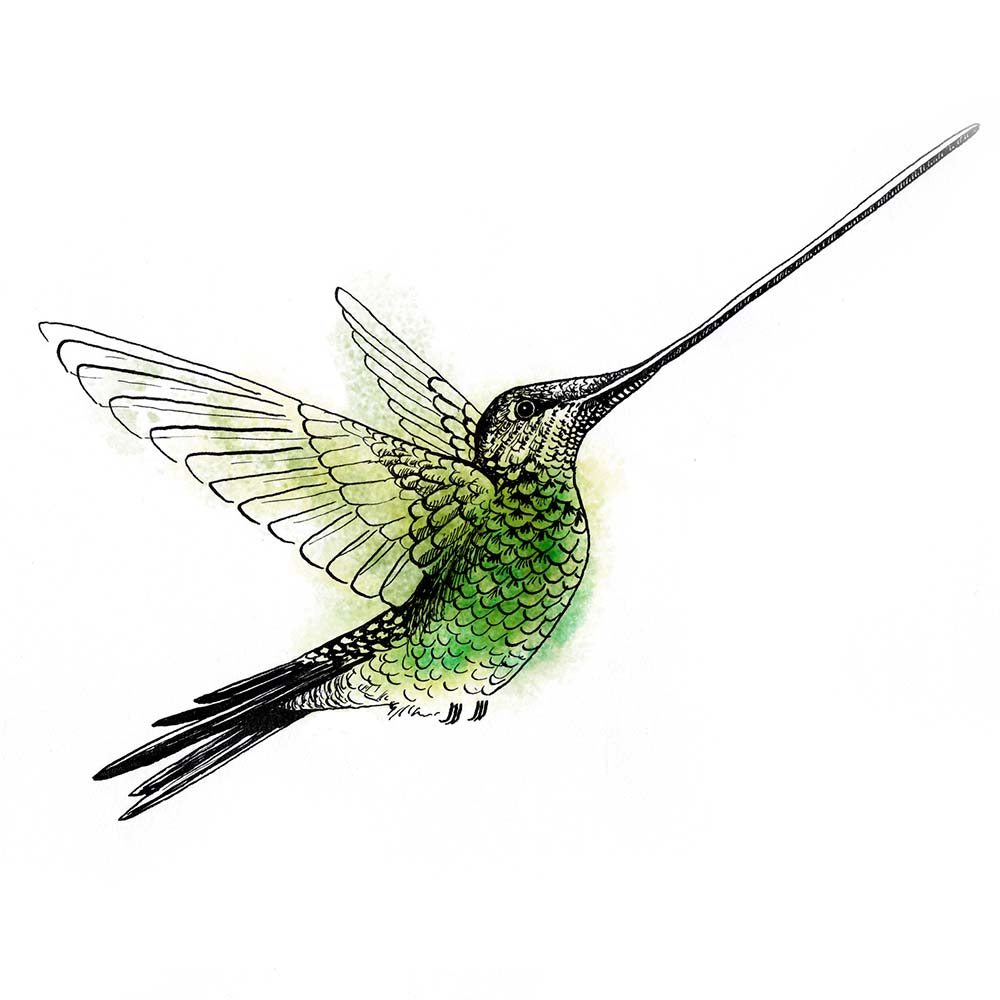 indian ink and Photoshop illustration Sword-billed hummingbird Jeanne Melchels