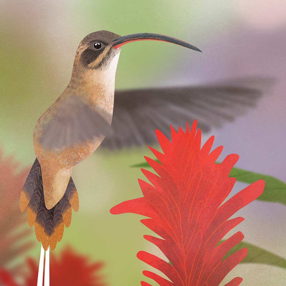 realistic digital Photoshop illustration Tawny-bellied hermit hummingbird Jeanne Melchels