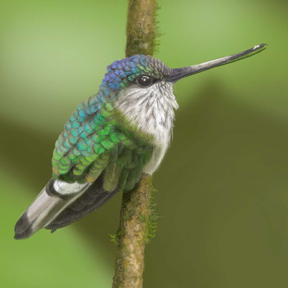 realistic pecil illustration with Photoshop coloring Tooth-billed hummingbird Jeanne Melchels