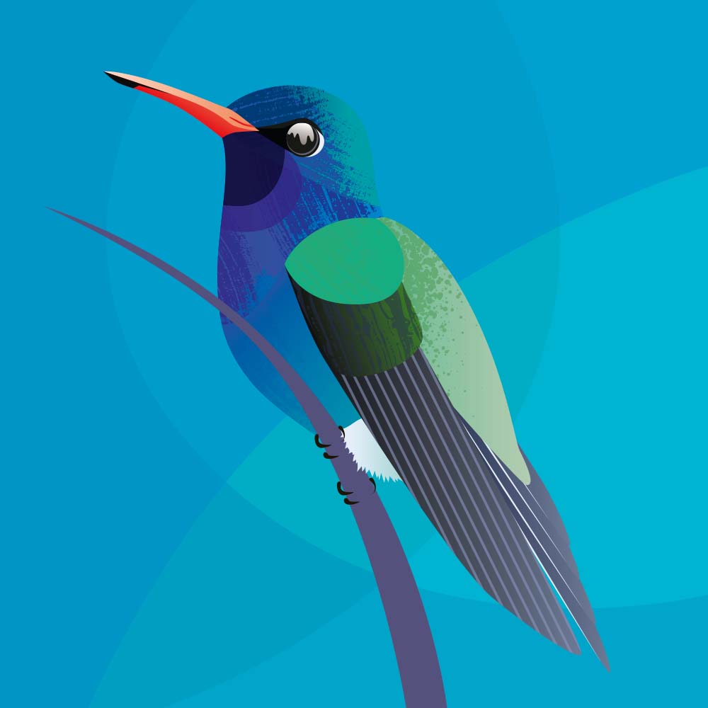 digital illustration Turquoise-crowned-hummingbird Jeanne Melchels