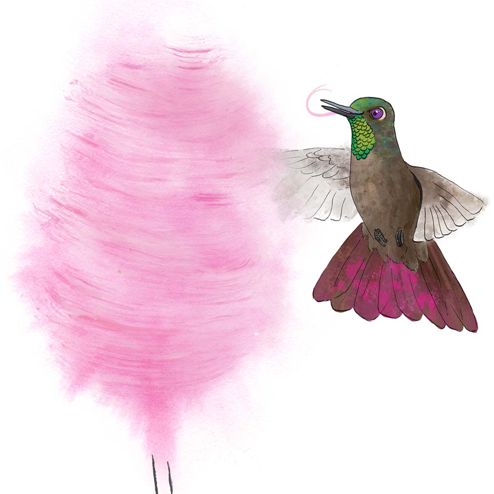 ecoline ink and digital Procreate illustration Tyrian Metaltail Hummingbird Jeanne Melchels