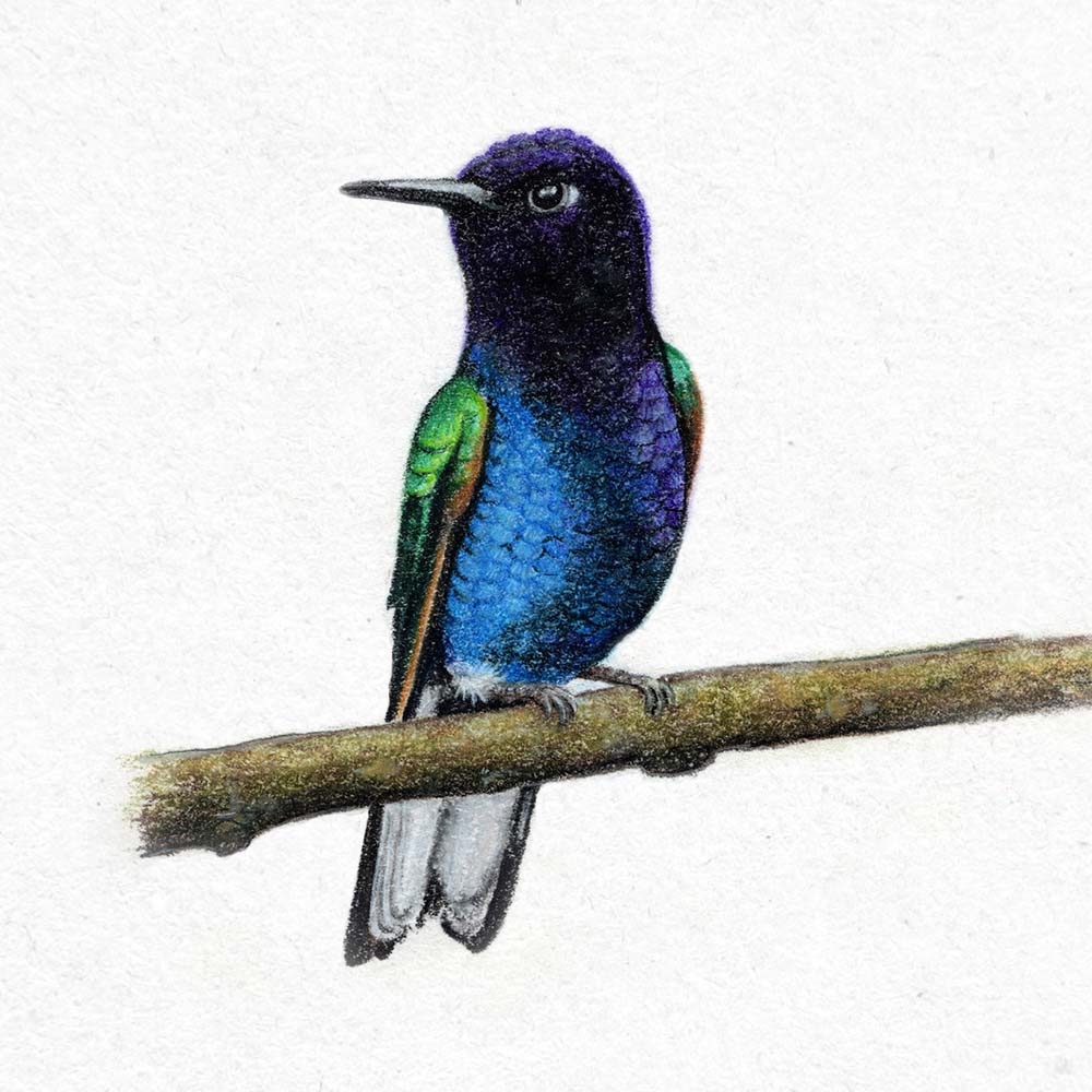 realistic colored pastel pencil illustration Velvet-purple Coronet Hummingbird Jeanne Melchels