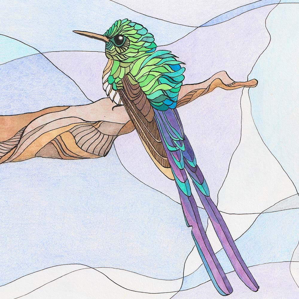 indian ink and marker illustration Venezuelan Sylph Hummingbird Jeanne Melchels