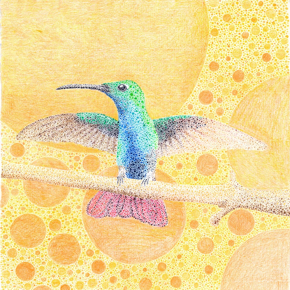 pointilism illustration Veraguan mango hummingbird Jeanne Melchels