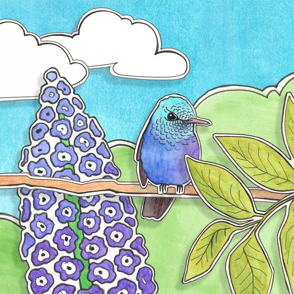 mixed media illustration Violet-bellied Hummingbird Jeanne Melchels