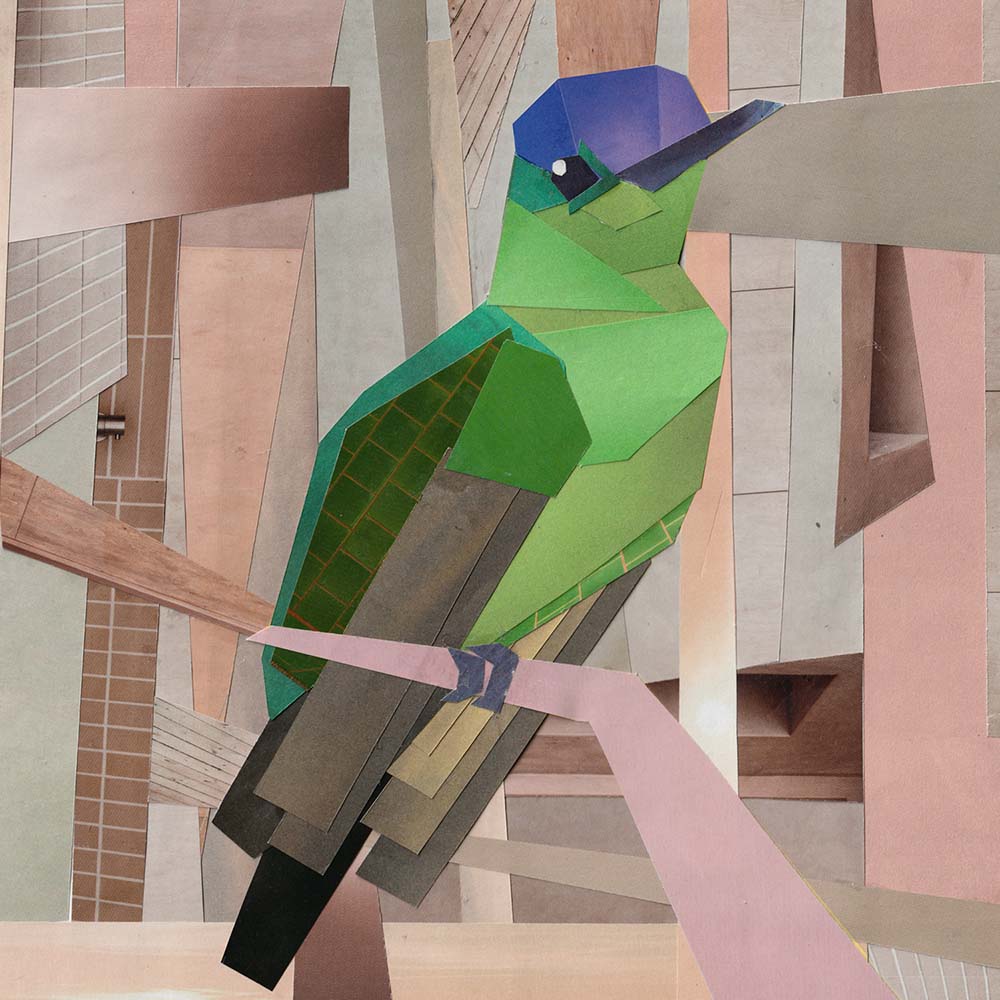 Cubism collage illustration Violet-capped Hummingbird Jeanne Melchels