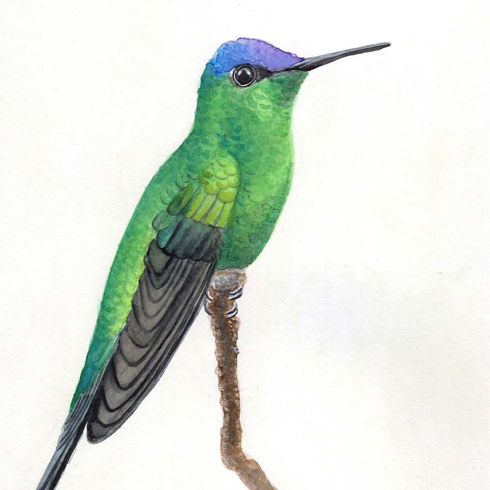realistic watercolor illustration Violet-capped Woodnymph Hummingbird Jeanne Melchels