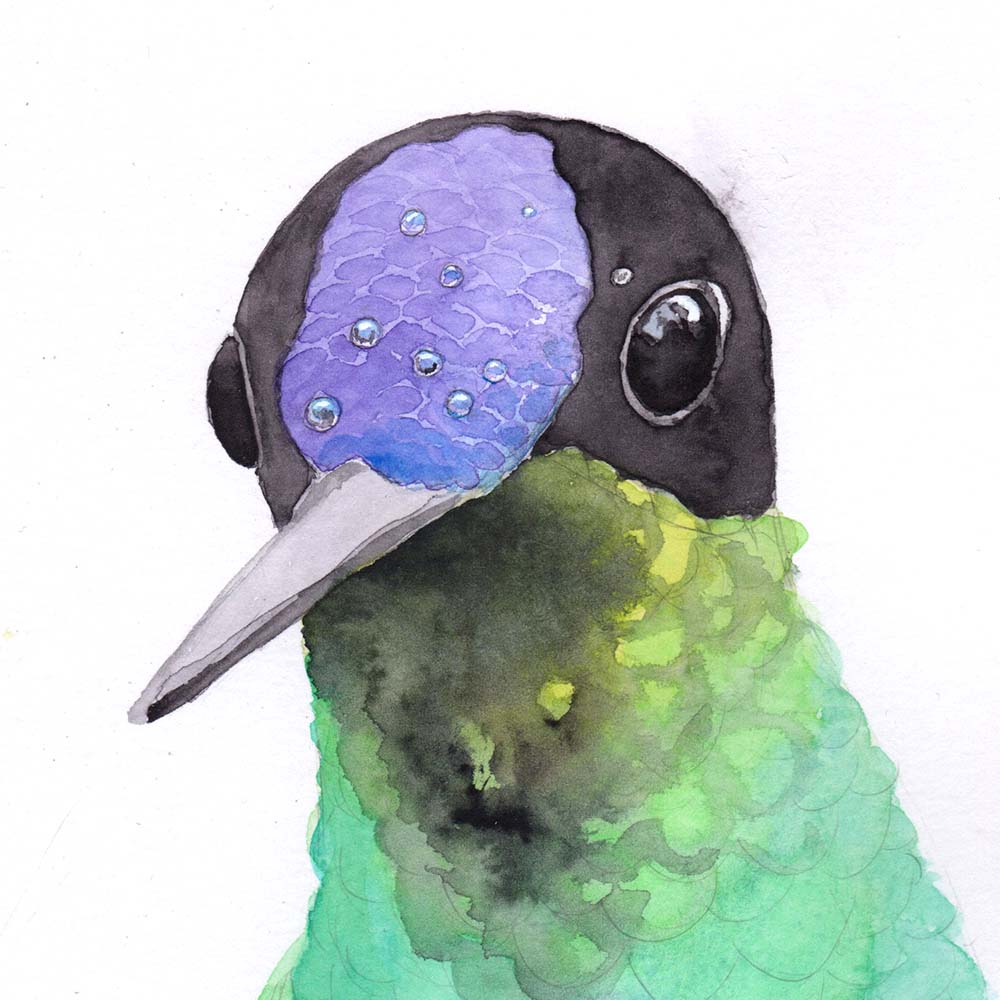 realistic watercolor illustration Violet-fronted brilliant hummingbird Jeanne Melchels