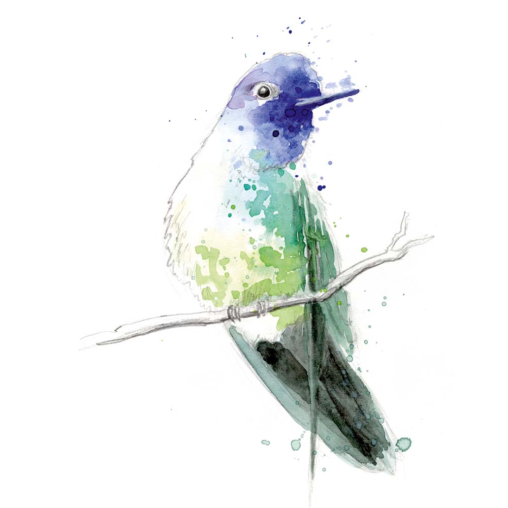 realistic watercolor illustration Violet-headed Hummingbird Jeanne Melchels