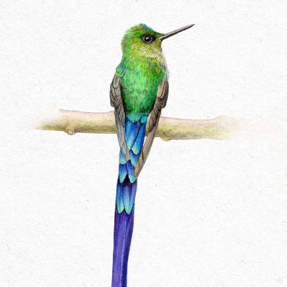 realistic colored pencil illustration Violet-tailed sylph hummingbird Jeanne Melchels