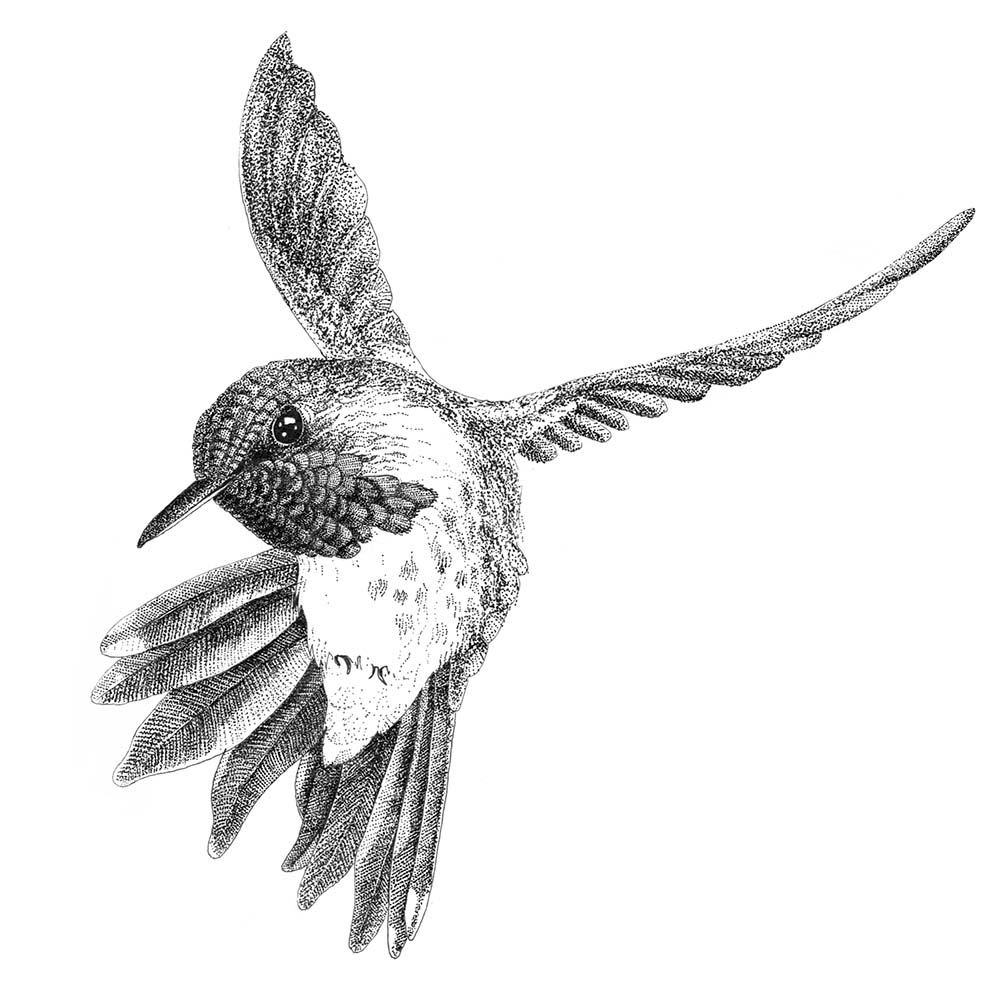 realistic fineliner illustration Volcano hummingbird Jeanne Melchels
