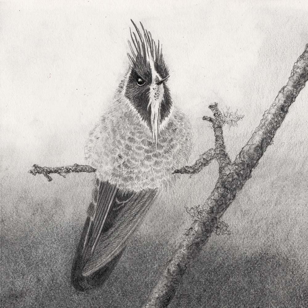 charcoal and graphite illustration White-bearded Helmetcrest Hummingbird Jeanne Melchels