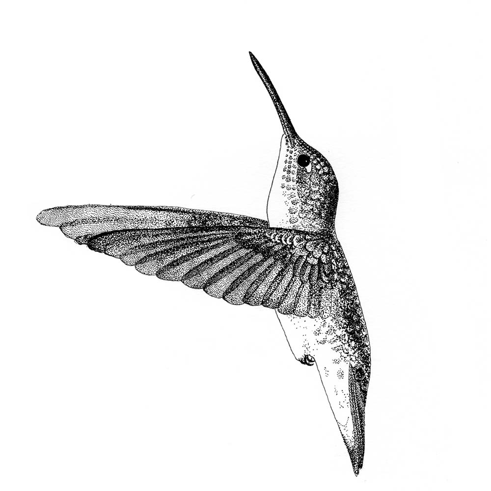realistic fineliner illustration White-bellied hummingbird Jeanne Melchels