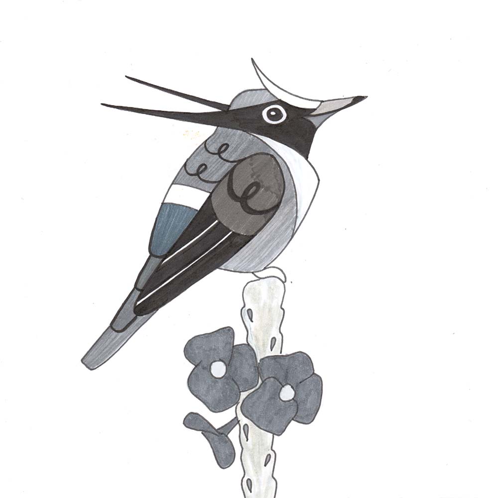 marker illustration White-crested coquette Hummingbird Jeanne Melchels
