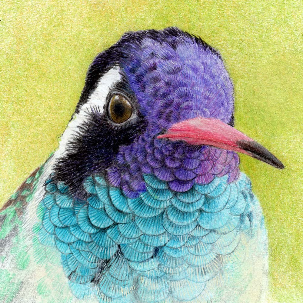 realistic colored pencil illustration White-eared hummingbird Jeanne Melchels