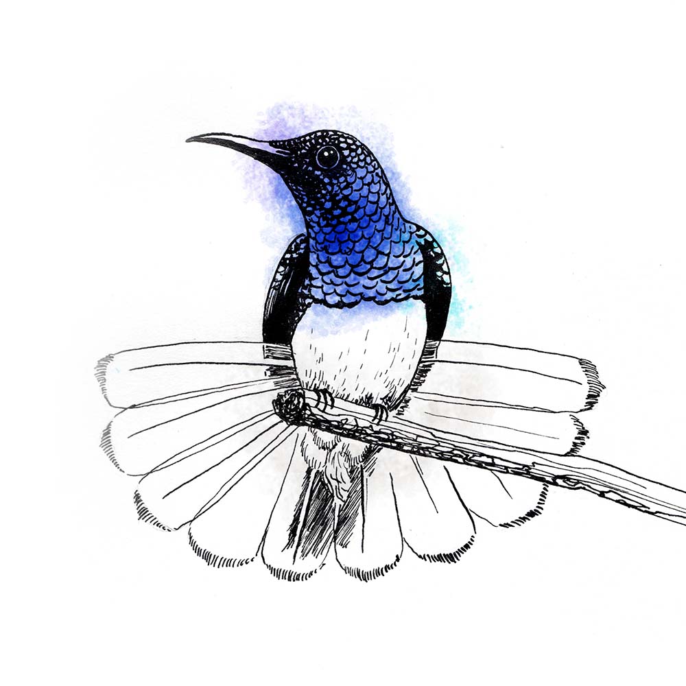 indian ink and Photoshop illustration White-necked jacobin hummingbird Jeanne Melchels