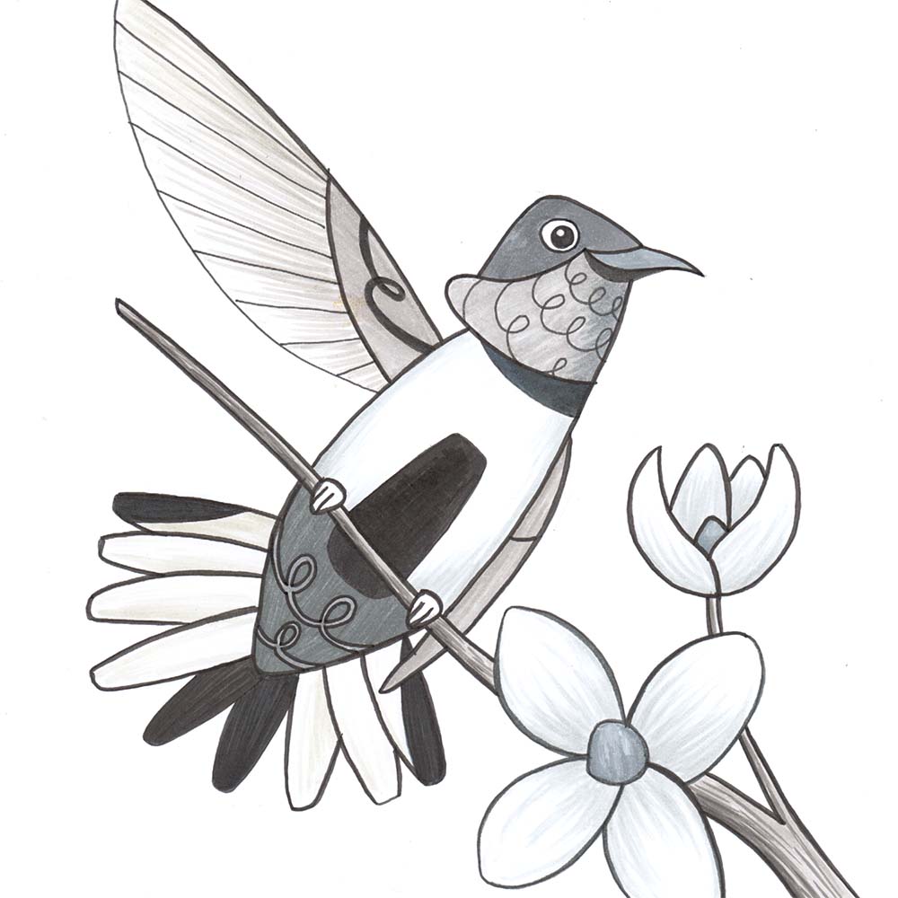 marker illustration White-sided hillstar hummingbird Jeanne Melchels