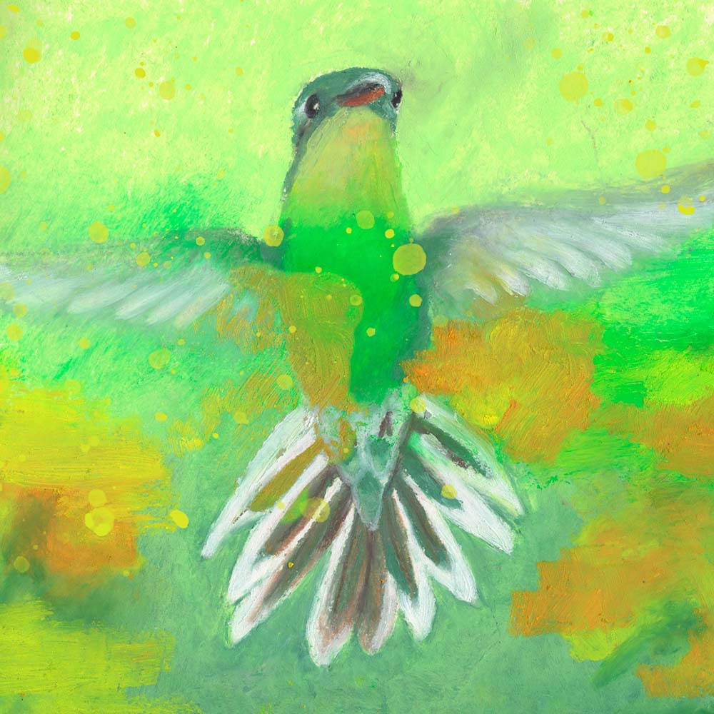 oil pastel illustration White-tailed Goldenthroat Hummingbird Jeanne Melchels