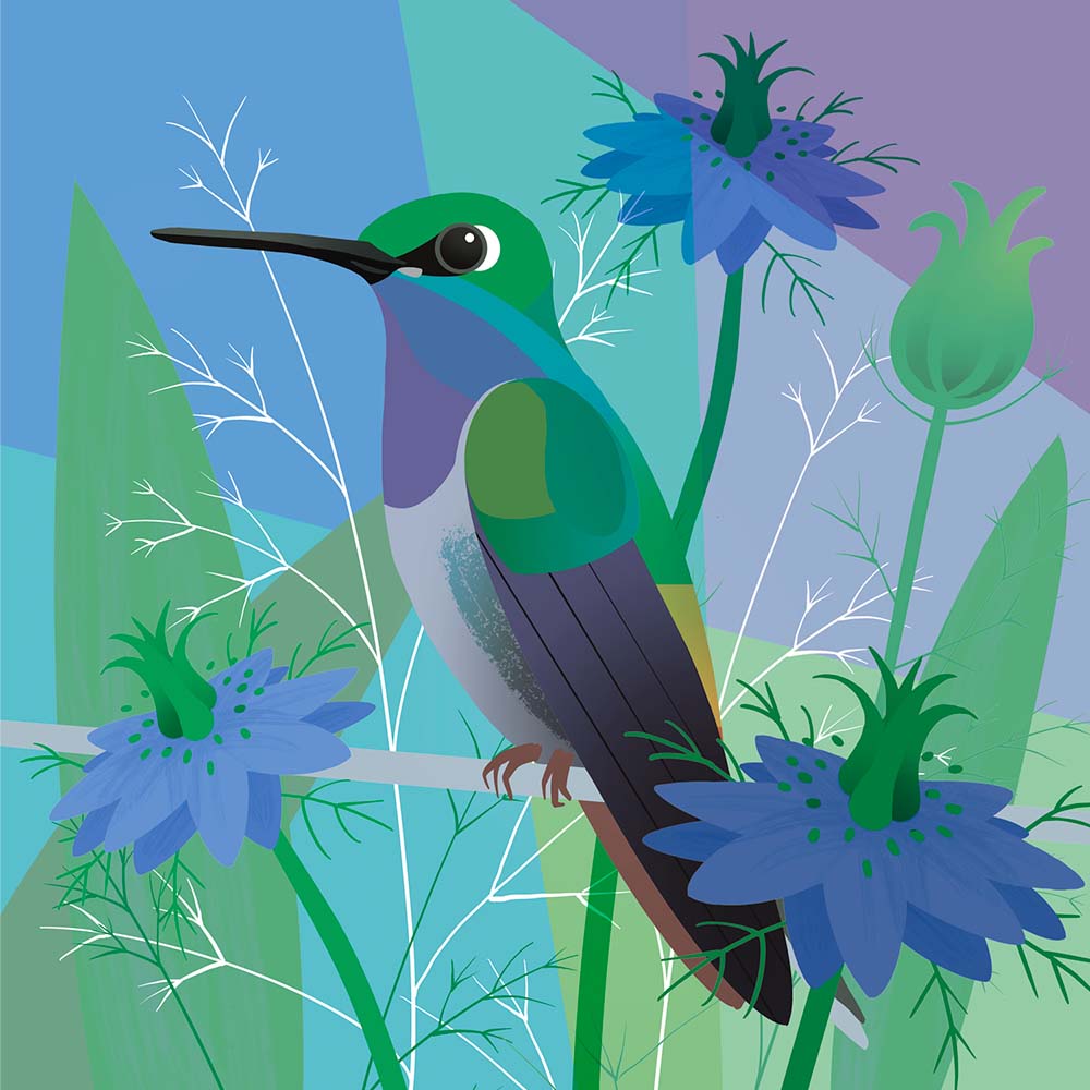 digital illustration White-tailed hillstar hummingbird Jeanne Melchels