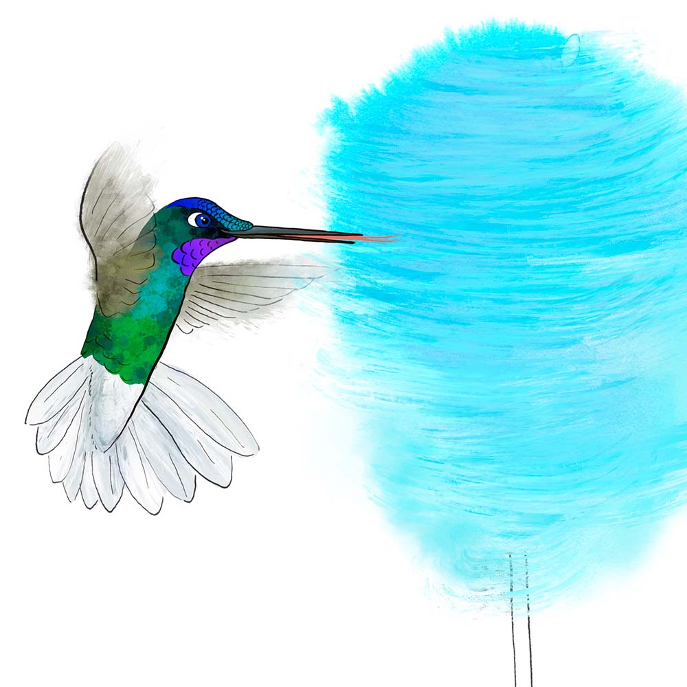 ecoline ink and digital Procreate illustration White-tailed starfrontlet hummingbird Jeanne Melchels