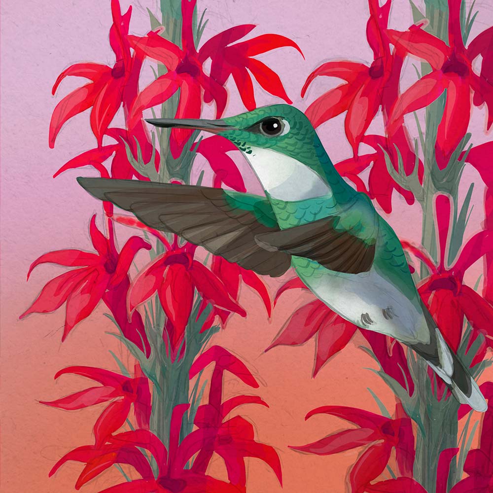 Digital Procreate illustration White-throated Hummingbird Jeanne Melchels