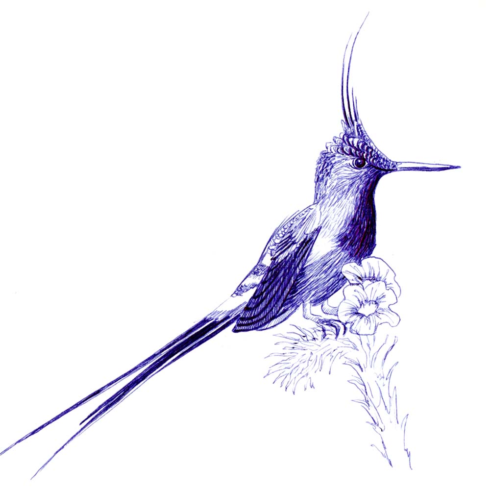 balpoint illustration Wire-crested Thorntail Hummingbird Jeanne Melchels